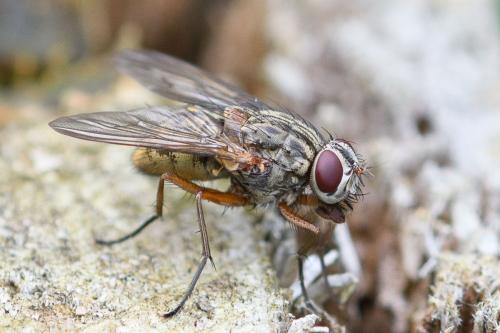 Réf. 288 820 : Phaonia valida
