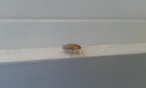 Réf. 288 623 : Ectobius sp.