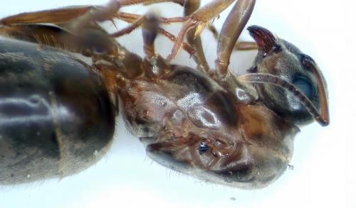 Lasius sp.