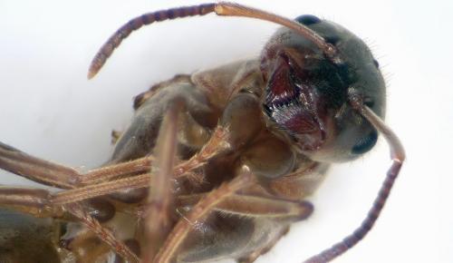 Lasius sp.