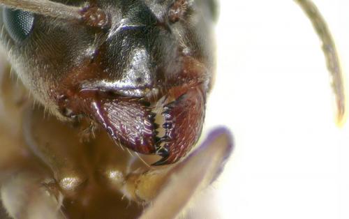 Lasius sp.