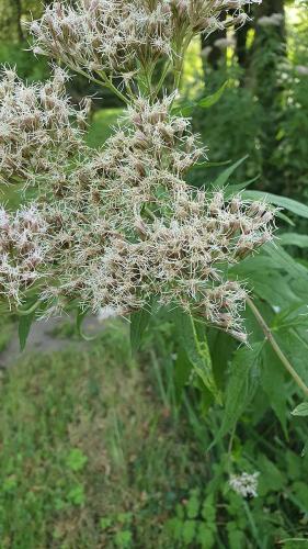 Réf. 288 846 : Phytomyza eupatorii