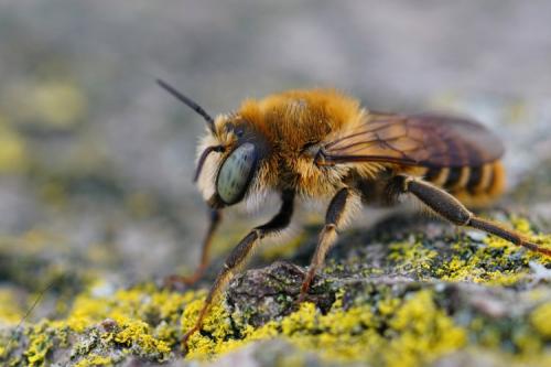 Lithurgus chrysurus