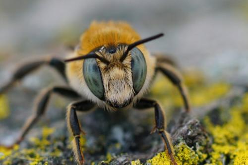 Lithurgus chrysurus