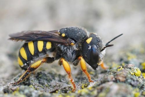 Réf. 288 525 : Pseudoanthidium sp.