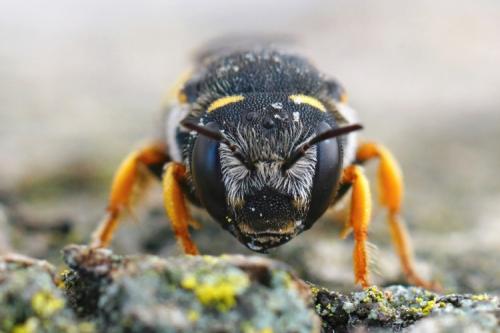 Réf. 288 524 : Pseudoanthidium sp.