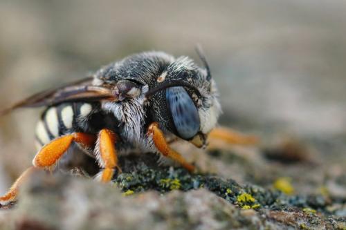 Réf. 288 526 : Pseudoanthidium reticulatum