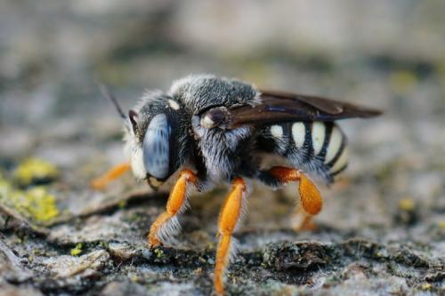 Réf. 288 527 : Pseudoanthidium reticulatum