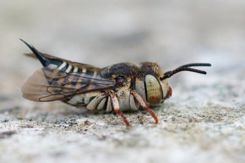 Réf. 288 534 : Coelioxys acanthura