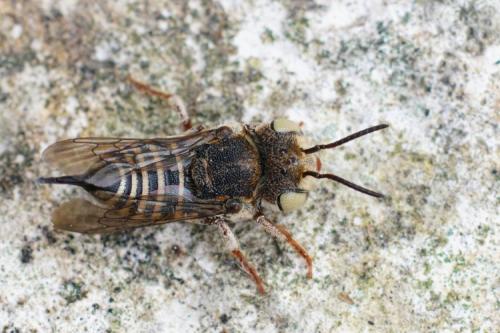 Réf. 288 535 : Coelioxys acanthura