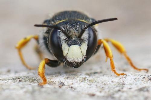 Pseudoanthidium melanurum