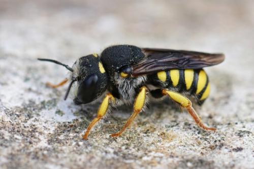 Réf. 288 523 : Pseudoanthidium melanurum