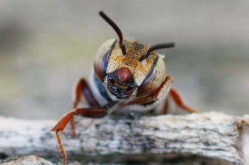 Réf. 288 536 : Coelioxys acanthura