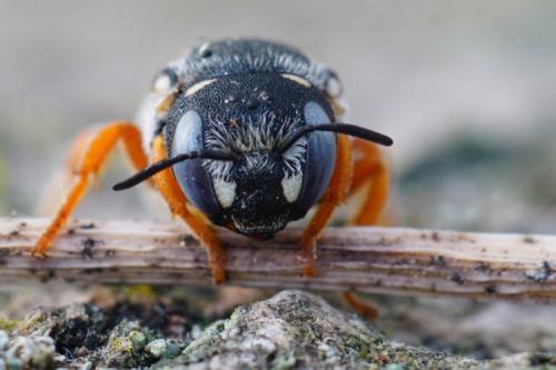 Réf. 288 530 : Pseudoanthidium reticulatum