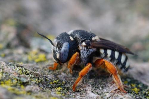 Réf. 288 531 : Pseudoanthidium reticulatum