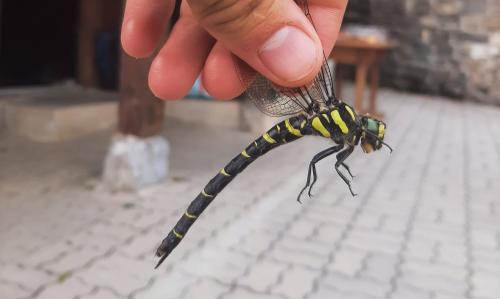 Cordulegaster bidentata