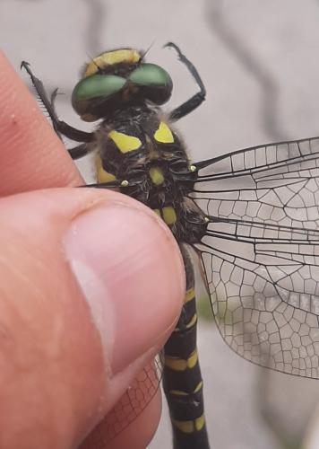 Cordulegaster bidentata