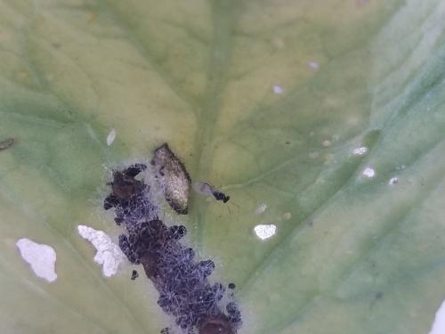 Euplectrus sp.
