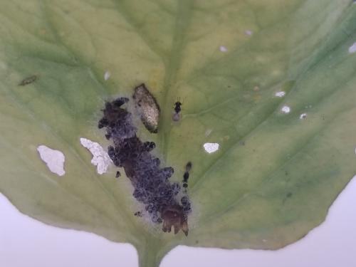 Réf. 288 348 : Euplectrus sp.