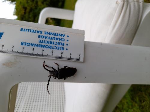 Prionus coriarius