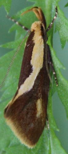 Harpella forficella