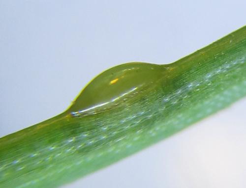 Pristiphora laricis