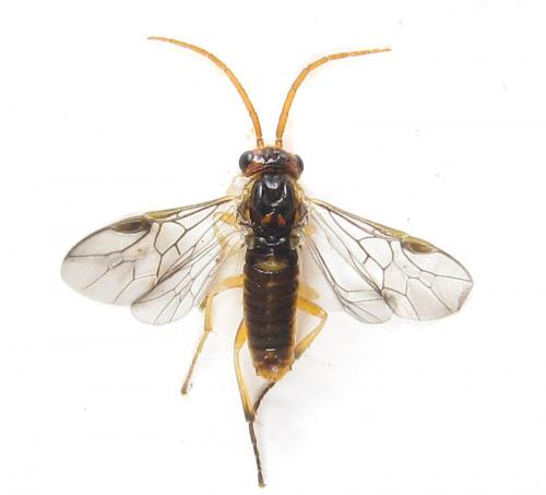 Réf. 288 963 : Pristiphora bufo
