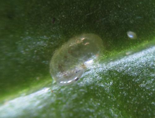 Réf. 288 042 : Pristiphora appendiculata