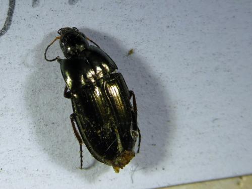 Amara aenea