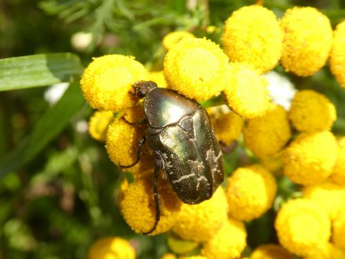 Réf. 288 441 : Potosia cuprea