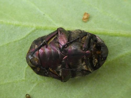 Réf. 288 443 : Potosia cuprea