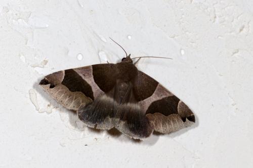 Réf. 288 161 : Dysgonia algira