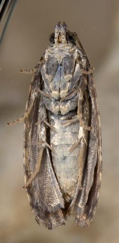Endothenia gentianaeana