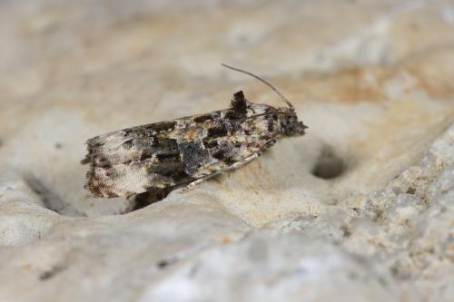 Endothenia gentianaeana