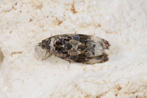 Endothenia gentianaeana