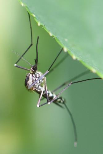 Réf. 288 821 : Aedes geniculatus