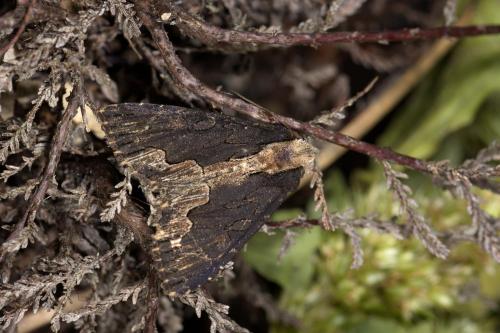Réf. 288 774 : Dypterygia scabriuscula