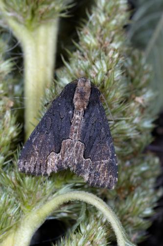 Réf. 288 775 : Dypterygia scabriuscula
