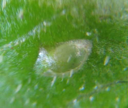 Phymatoceropsis sibiricola
