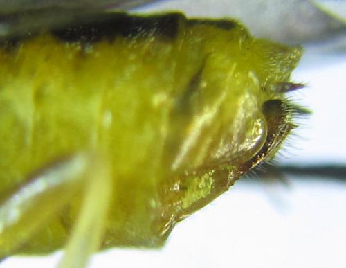 Réf. 288 997 : Pristiphora bufo