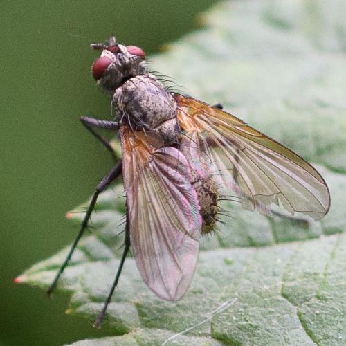 Macquartia grisea