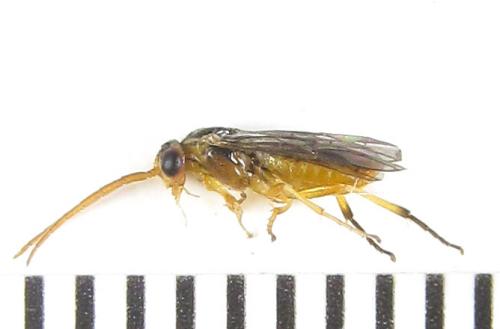 Réf. 288 965 : Pristiphora bufo