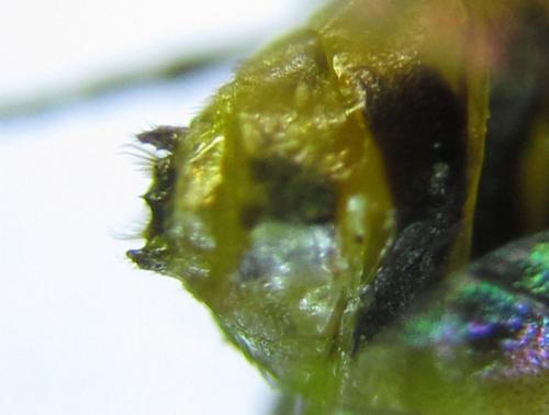 Réf. 288 998 : Pristiphora bufo