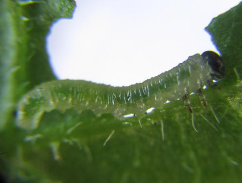 Réf. 288 044 : Pristiphora appendiculata