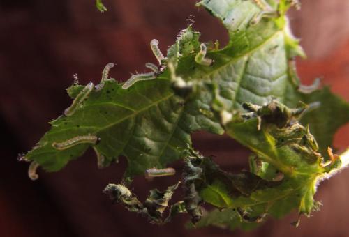 Réf. 288 045 : Pristiphora appendiculata