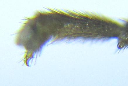Réf. 288 968 : Pristiphora bufo