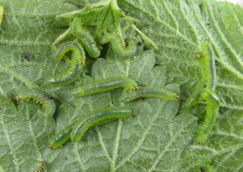 Réf. 288 046 : Pristiphora appendiculata