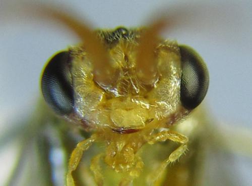 Réf. 288 969 : Pristiphora bufo