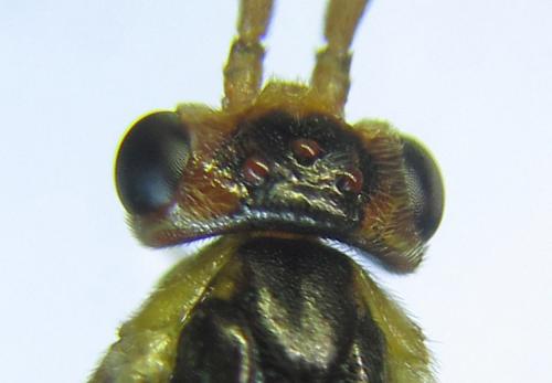 Réf. 288 970 : Pristiphora bufo
