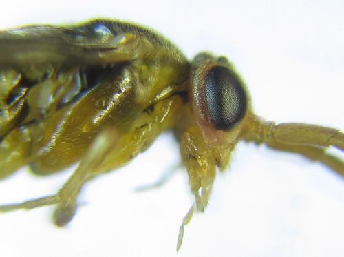Réf. 288 971 : Pristiphora bufo
